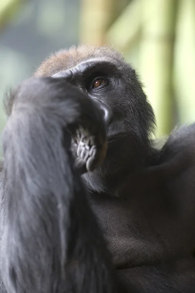 Κοντινό πλάνο με πορτρέτο του γορίλα πίθηκος — Φωτογραφία Αρχείου