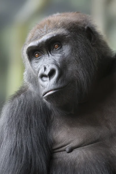 Retrato de cerca del mono gorila — Foto de Stock