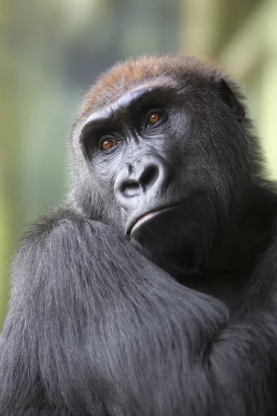 Gros plan portrait de gorille singe — Photo