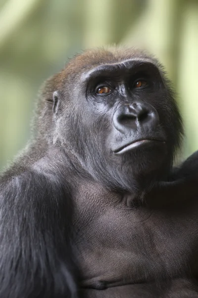 Close up retrato de gorila macaco — Fotografia de Stock