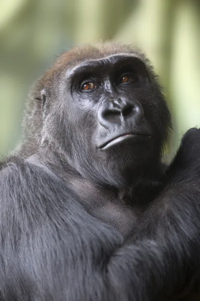 Close up portrait of gorilla ape — Stock Photo, Image