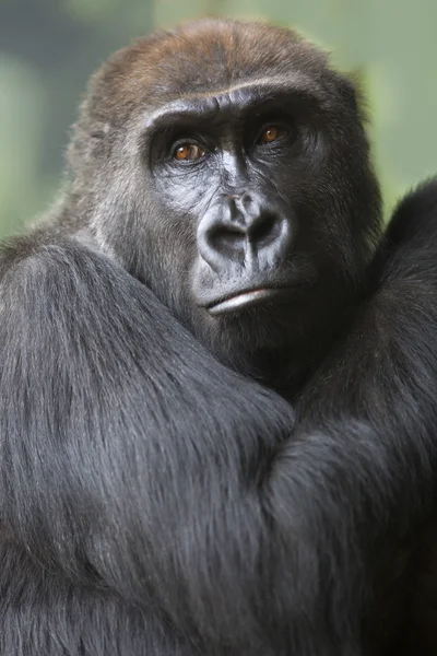 Retrato de cerca del mono gorila — Foto de Stock