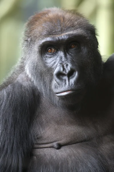 Retrato de cerca del mono gorila — Foto de Stock