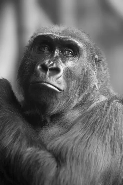 BW Portrait of african wild ape gorilla — Stock Photo, Image