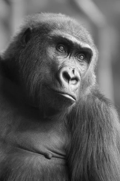 BW Portrait of african wild ape gorilla — Stock Photo, Image