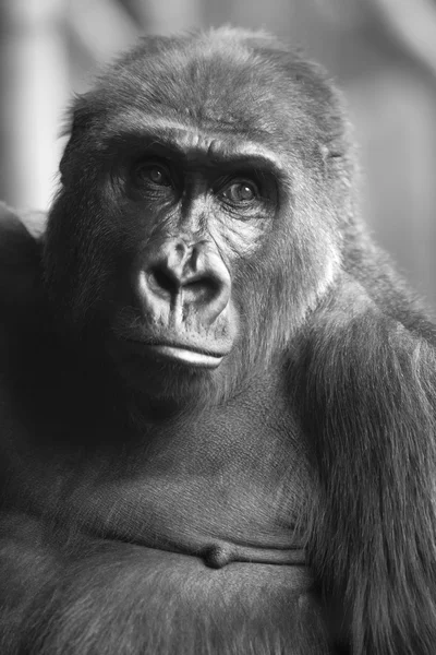 BW Retrato del gorila simio salvaje africano — Foto de Stock