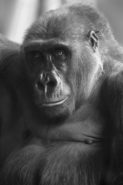 BW Portrait of african wild ape gorilla — Stock Photo, Image