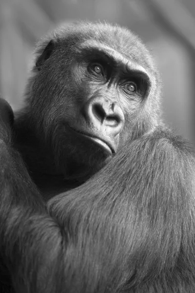 BW Retrato del gorila simio salvaje africano — Foto de Stock