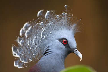 Yeni Gine victoria güvercin (Goura victoria taç)