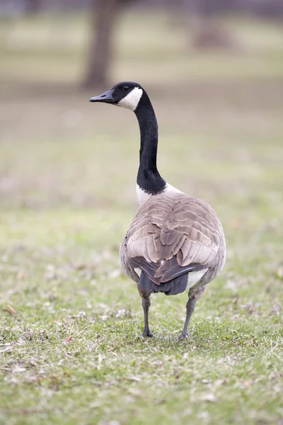 Lone canadian goose on green grass — Stock Photo, Image