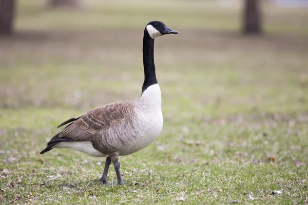 Einsame Kanadische Gans auf grünem Gras — Stockfoto