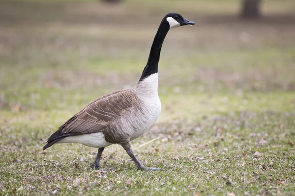 Lone canadian goose on green grass — Stock Photo, Image