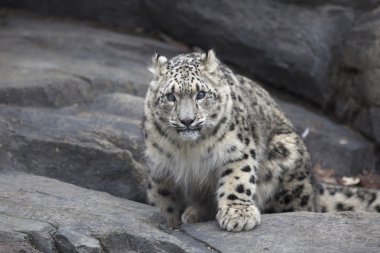 Portrait of adult snow leopard Panthera uncia clipart
