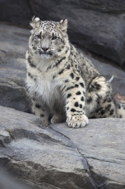 Yetişkin kar leoparı Panthera uncia portresi