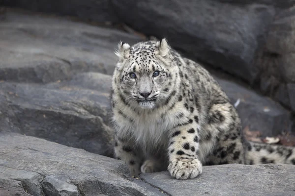 Portret dorosłych snow leopard Panthera uncia — Zdjęcie stockowe
