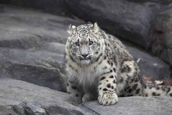 Yetişkin kar leoparı Panthera uncia portresi