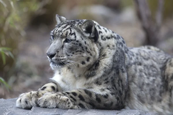 Yetişkin kar leoparı Panthera uncia portresi