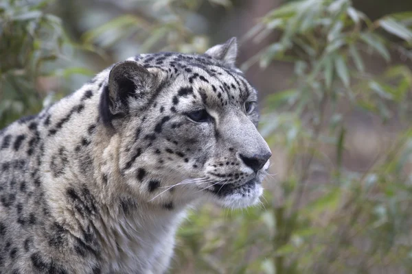 Yetişkin kar leoparı Panthera uncia portresi — Stok fotoğraf