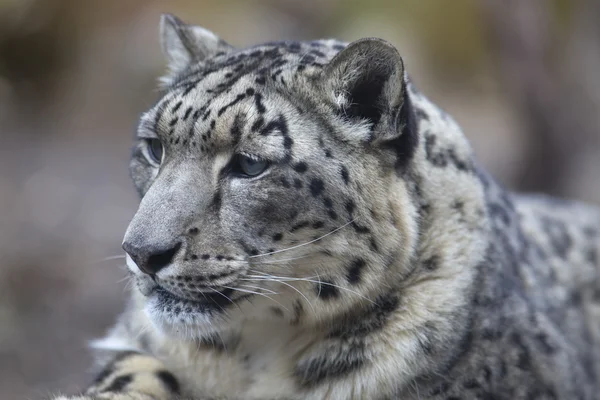 Yetişkin kar leoparı Panthera uncia portresi