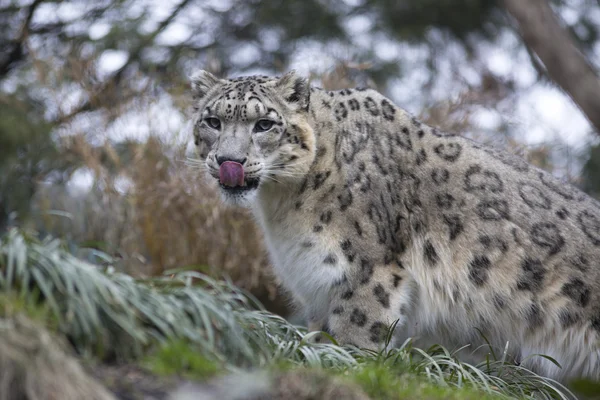 Yetişkin kar leoparı Panthera uncia portresi — Stok fotoğraf