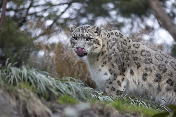 Yetişkin kar leoparı Panthera uncia portresi — Stok fotoğraf