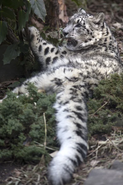 Yetişkin kar leoparı Panthera uncia portresi — Stok fotoğraf