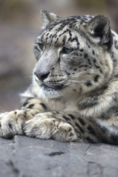 Ritratto di leopardo delle nevi adulto Panthera uncia — Foto Stock