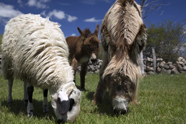 Burro en hierba verde y cielo azul — Foto de Stock