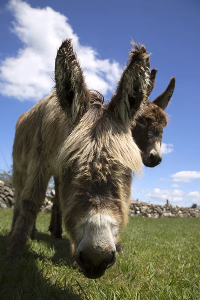 Burro en hierba verde y cielo azul — Foto de Stock