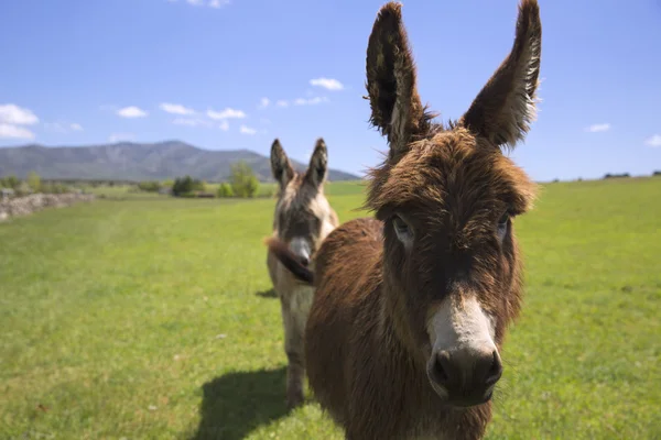 Donkey in green grass and blue sky — Stock Photo, Image