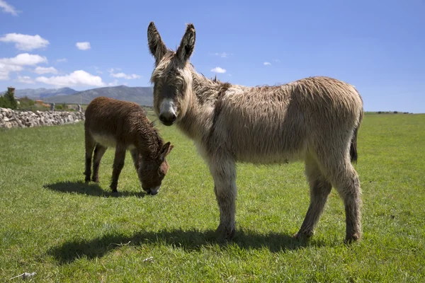 Burro en hierba verde y cielo azul — Foto de Stock