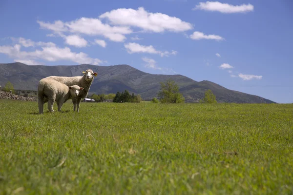 Sheep eating green grass under blue sky