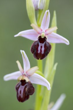 Batı Avrupa'nın ortak vahşi orkide çiçekleri