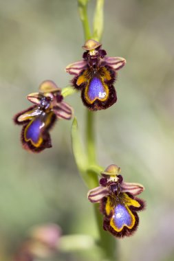 Batı Avrupa'nın ortak vahşi orkide çiçekleri