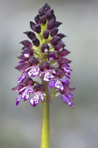 Common wild orchid flowers of western Europe — Stock Photo, Image