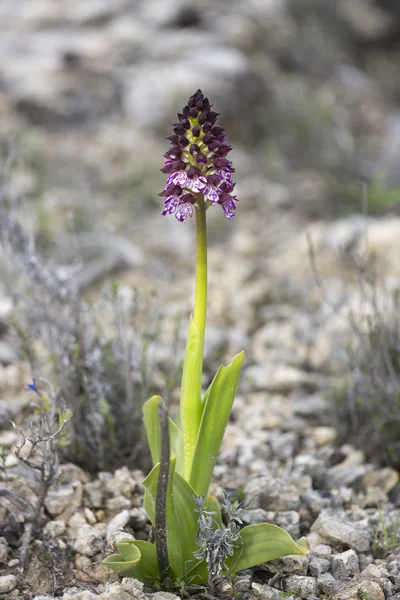 Common wild orchid flowers of western Europe — Stock Photo, Image