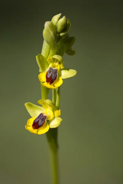 Common wild orchid flowers of western Europe — Stock Photo, Image