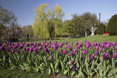 Lale Park grubu. Bahar manzara.