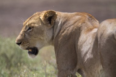 Ücretsiz gezici vahşi Afrika aslanı