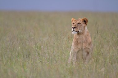 Ücretsiz vahşi gezici Afrika aslanı