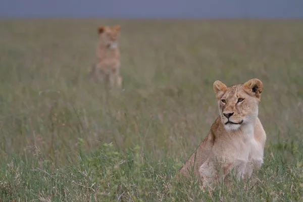 Fri roaming vilda afrikanska lejon — Stockfoto