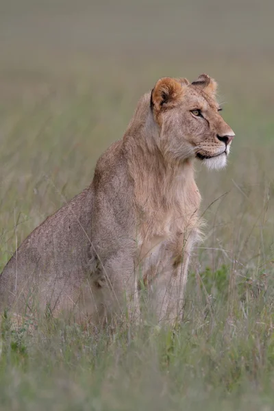 Fri roaming vilda afrikanska lejon — Stockfoto