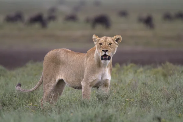 Libre vagando león salvaje africano — Foto de Stock