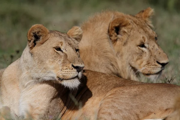 Fri roaming vilda afrikanska lejon — Stockfoto