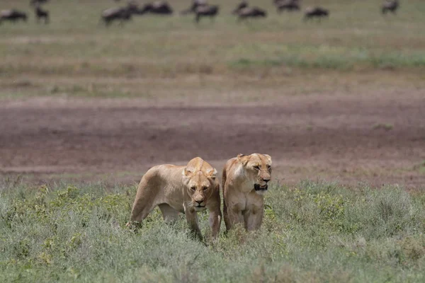 Free roaming wild african lion — Stock Photo, Image