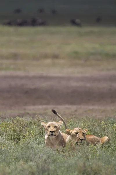 Free roaming wild african lion — Stock Photo, Image