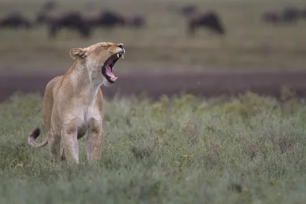 Leão africano selvagem de roaming livre — Fotografia de Stock