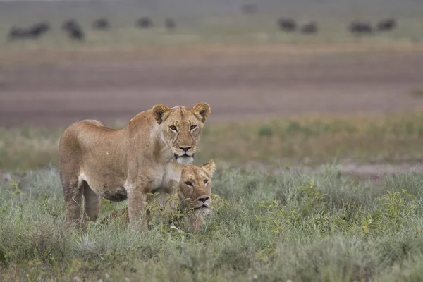 Free roaming wild african lion — Stock Photo, Image