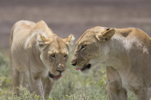 Zdarma cestovní divoké africké Lev — Stock fotografie