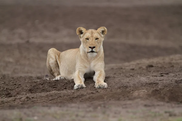 Frei umherstreifende wilde afrikanische Löwen — Stockfoto
